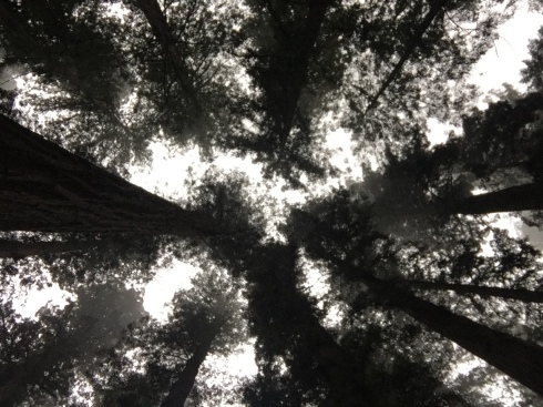 Relativity with the Redwoods